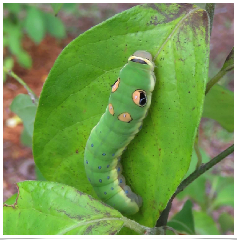 Spicebush Swallowtail on Spicebush
Bibb County, Alabama